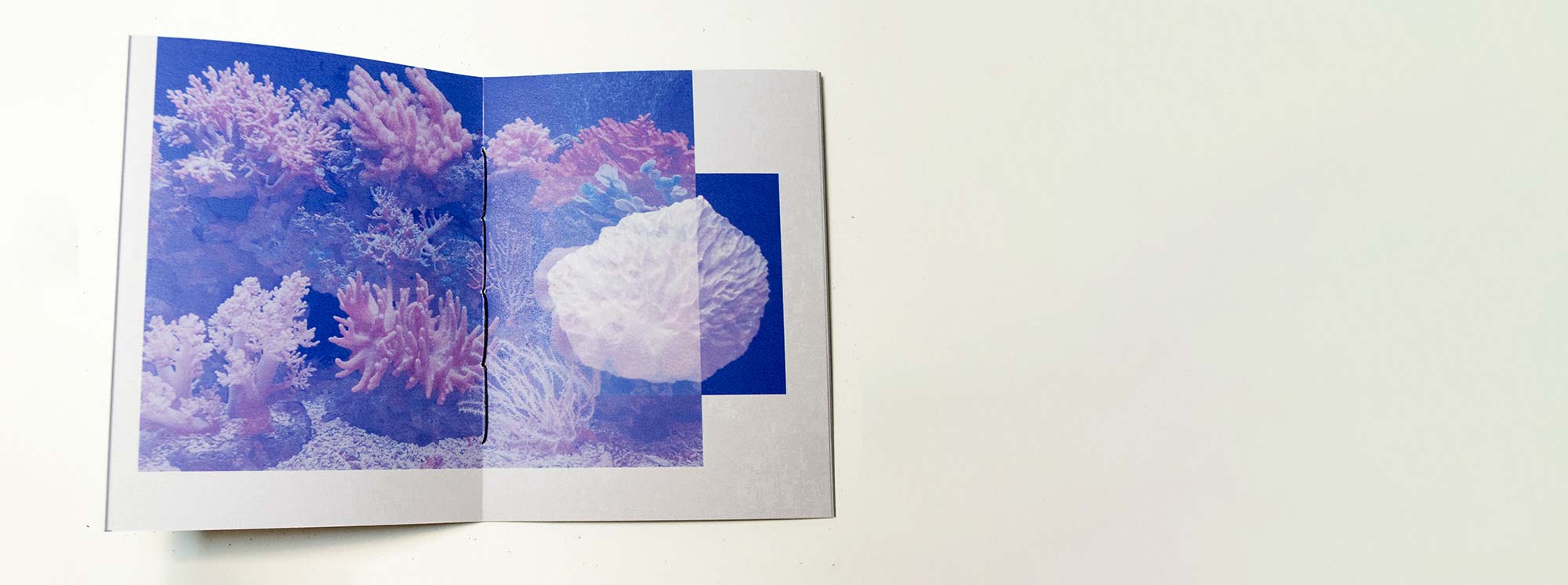 photo &copy; Elizabeth Castaldo