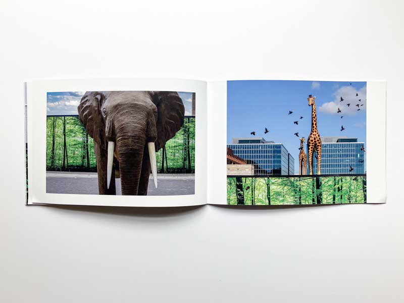 Nature Study by Suzanne McIntire