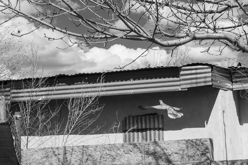 Crafting the Black and White Image with Silver Efex